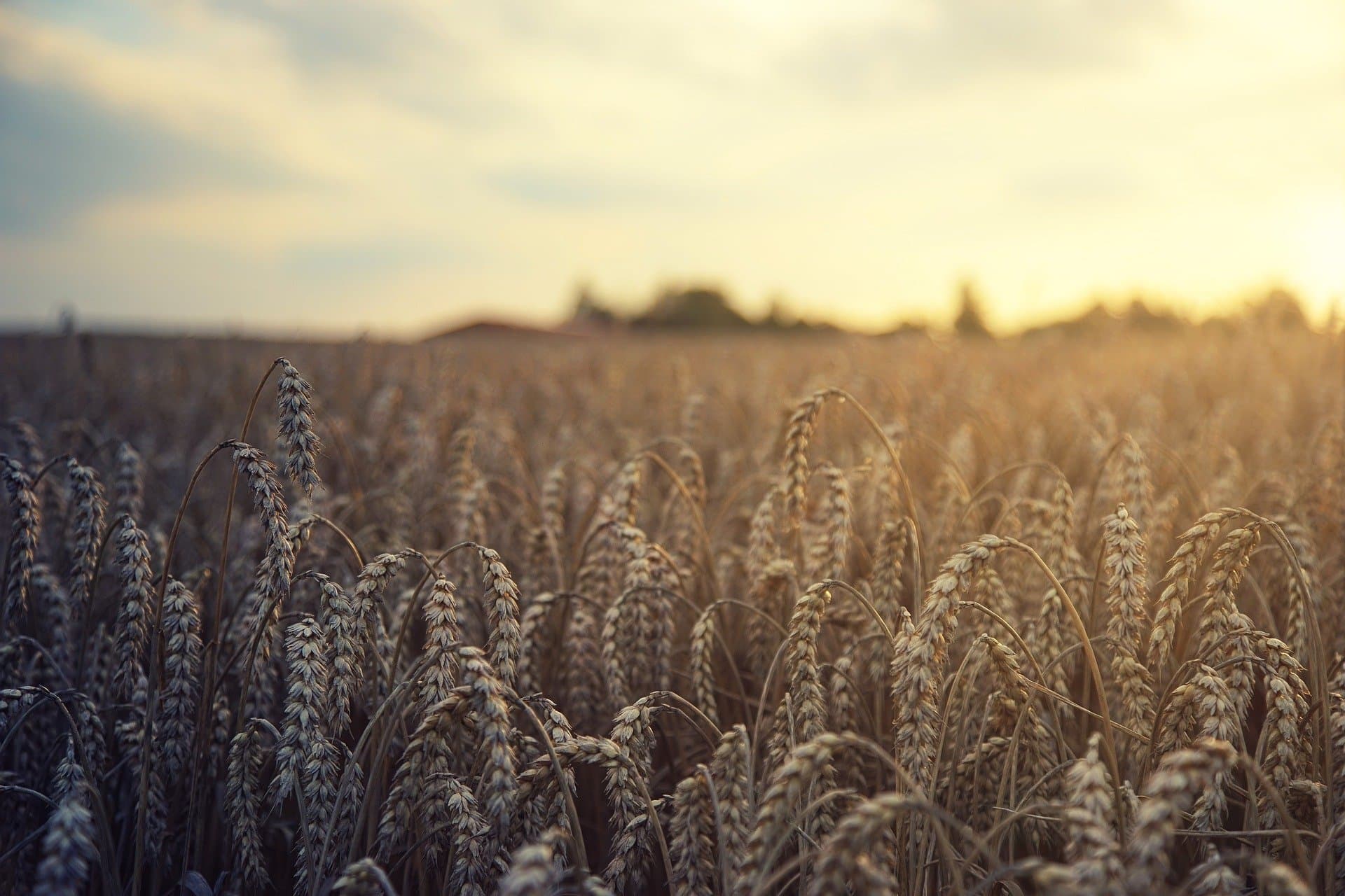 wheat-g0bfec52c7_1920
