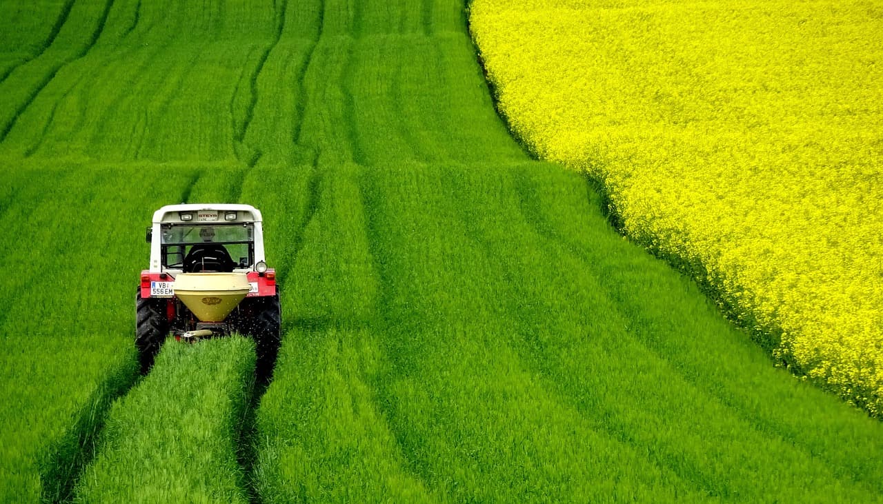 rapeseeds-4910374_1280